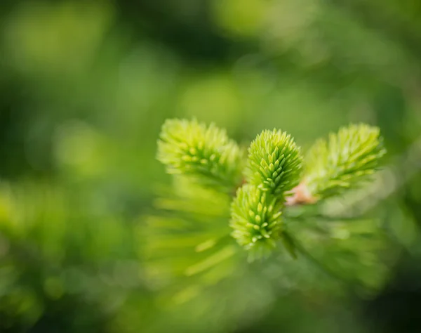 Pine branches at springtime. — Stock Photo, Image