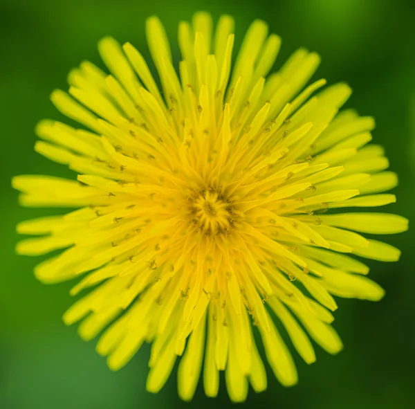 Yellow dandelion flower. — Stock Photo, Image