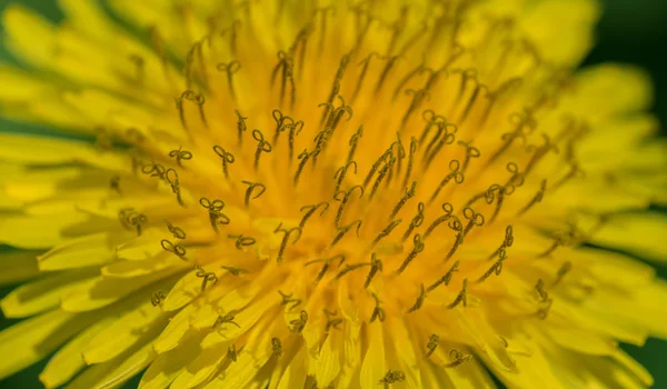 Yellow dandelion flower. — Stock Photo, Image
