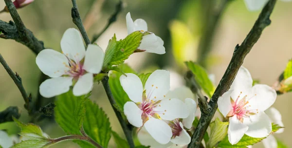 Spring Cherry blossoms. — Stock Photo, Image