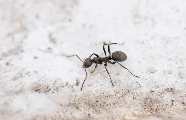 Ant on concrete surface. — Stock Photo, Image