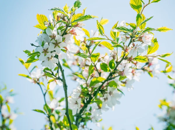 Flores de cerezo de primavera . —  Fotos de Stock