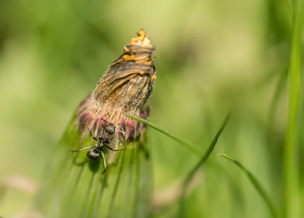 Ants on dandelion flower. — Stock Photo, Image