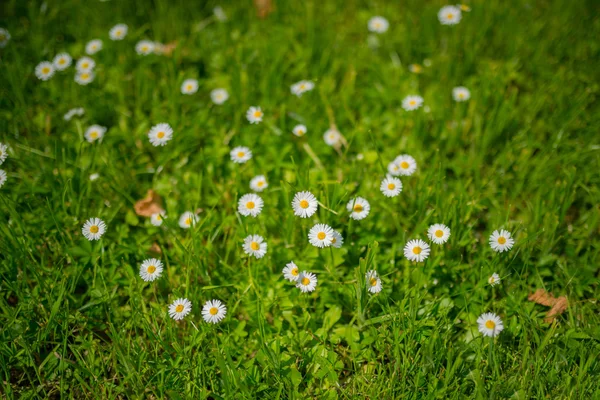 Kamille im grünen Gras. — Stockfoto