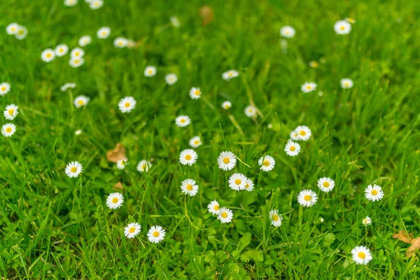 녹색 잔디에 카모마일. — 스톡 사진
