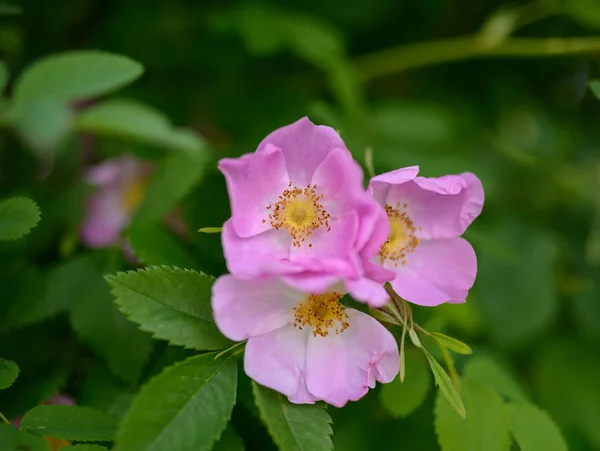 Květina psa růže (Rosa canina, šípky). — Stock fotografie