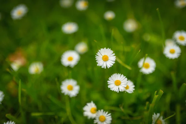 Chamomile at green grass. — Stock Photo, Image