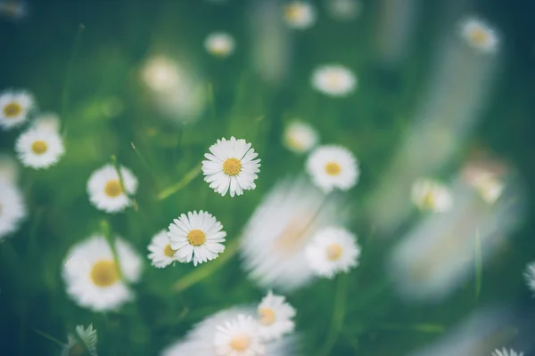 Camomille à l'herbe verte . — Photo