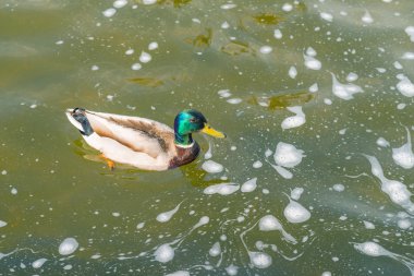 Çeşme yeşilbaş ördek.