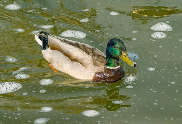 Mallard duck at the fountain. — Stock Photo, Image