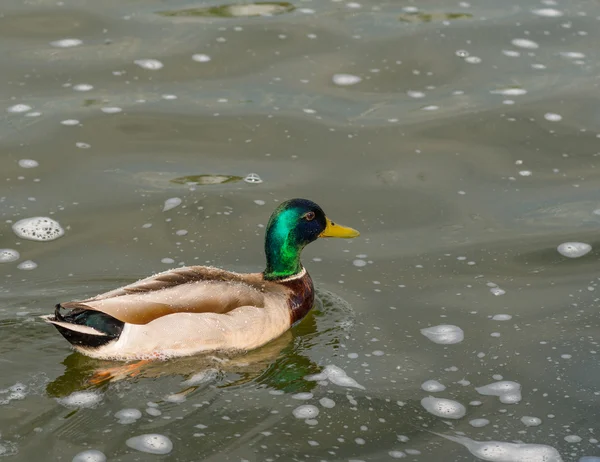 Canard colvert à la fontaine . — Photo