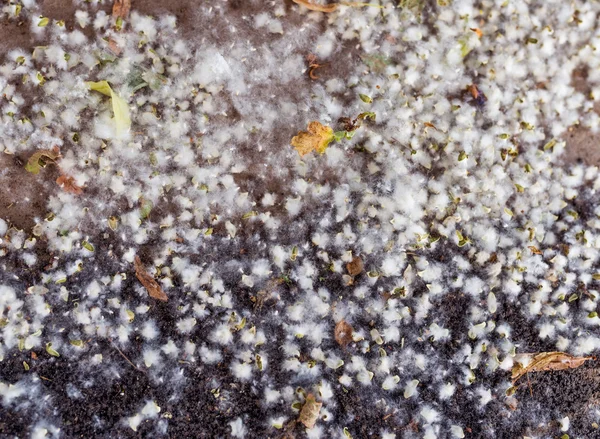 Poplar fluff på marken. — Stockfoto