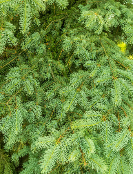 Pine branches at springtime.