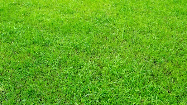 Green grass background. Stock Picture