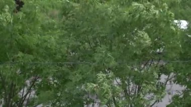 ağaçlar rüzgarda sway.