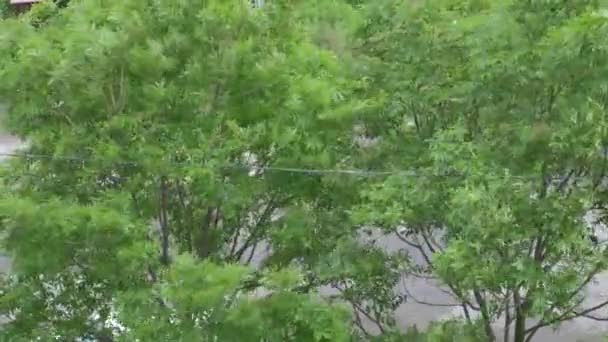 Les arbres se balancent dans le vent . — Video