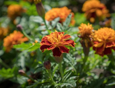 Portakal çiçekleri (Marigolds).