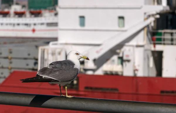 Seagull i staden hamnen. — Stockfoto