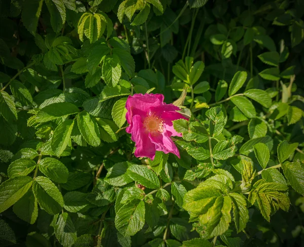 Flower of dog-rose. — Stock Photo, Image