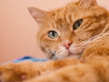 çok güzel kırmızı kedi.