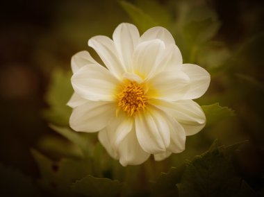 Cosmos çiçek. Renk tonlu görüntü.