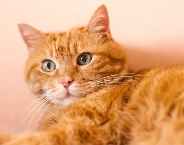 Прекрасная красная кошка . — стоковое фото