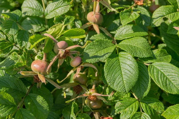 Frutos não maduros de rosa canina . — Fotografia de Stock