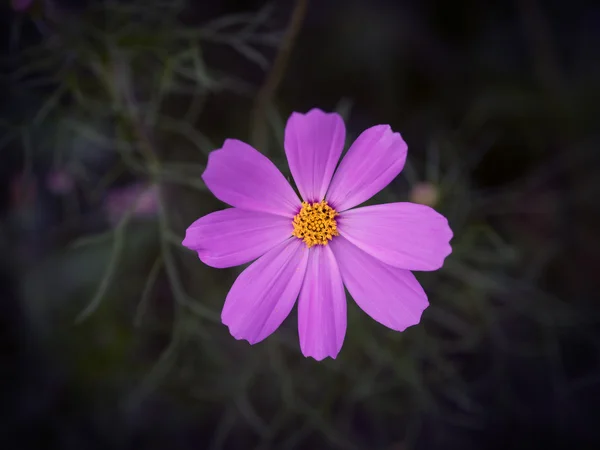 Flor del cosmos. Imagen tonificada en color . — Foto de Stock