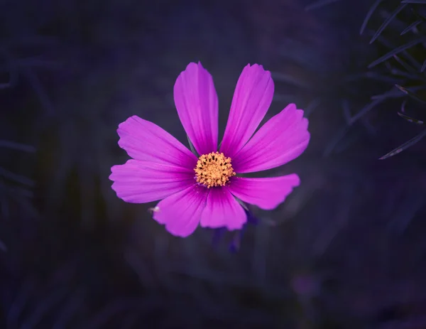 Kozmosz virág. Színes tónusú kép. — Stock Fotó