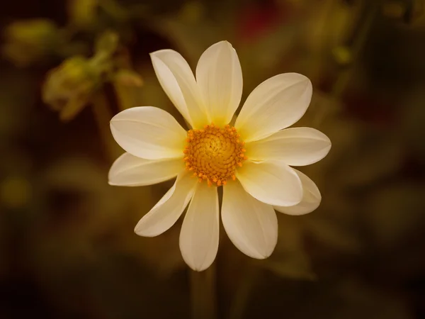 Flor del cosmos. Imagen tonificada en color . — Foto de Stock