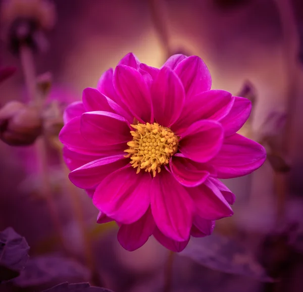 Kwiat kosmei. Stonowanych kolorów obrazu. — Zdjęcie stockowe