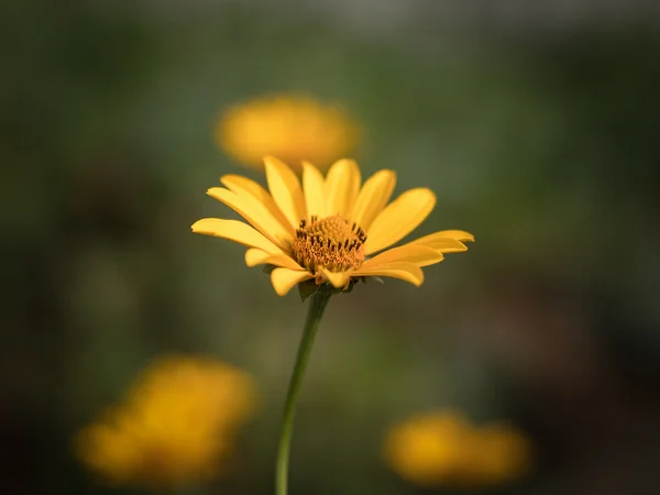 Kosmosblüte. Farbiges Bild. — Stockfoto