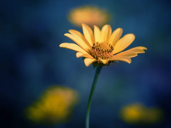 Cosmos çiçek. Renk tonlu görüntü. — Stok fotoğraf