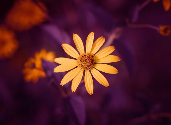 Cosmos çiçek. Renk tonlu görüntü. — Stok fotoğraf