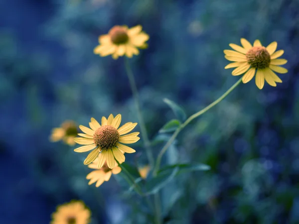 Gelbe Blüten. Farbiges Bild. — Stockfoto