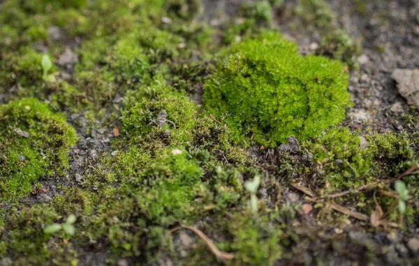 Green moss background. — Stock Photo, Image