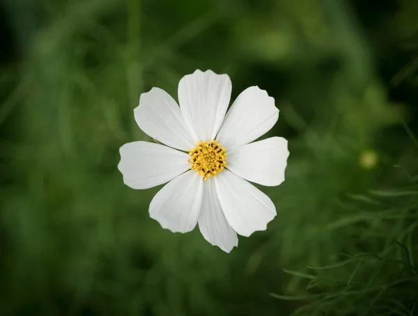 Fleurs dans le jardin. — Photo