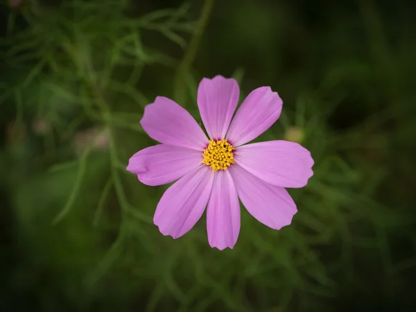 Flores en el jardín. — Foto de Stock