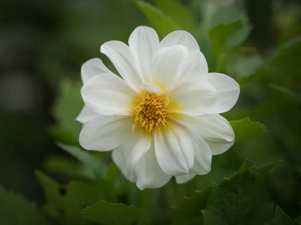 Blommor i trädgården. — Stockfoto