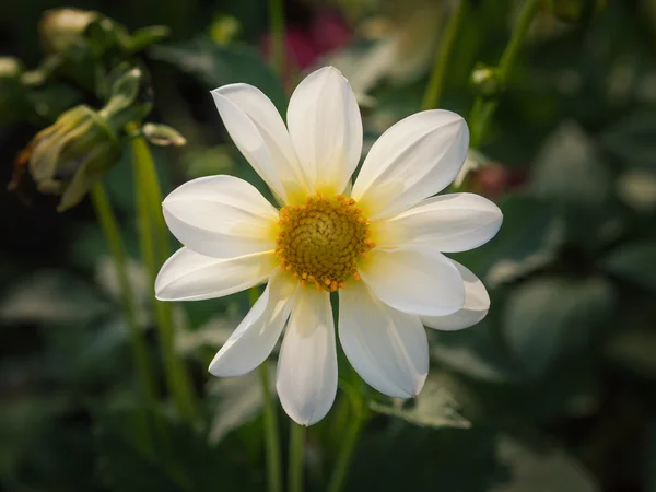 Blommor i trädgården. — Stockfoto