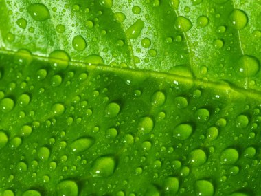 Su damlalı yeşil yaprak.