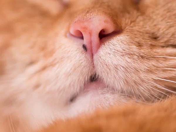 Bello gatto rosso . — Foto Stock