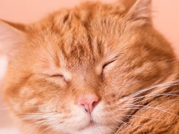 素敵な赤い猫. — ストック写真