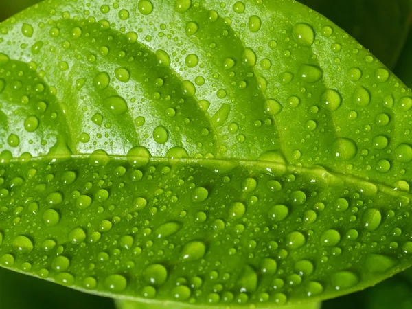 Green leaf with water drops. — Stock Photo, Image