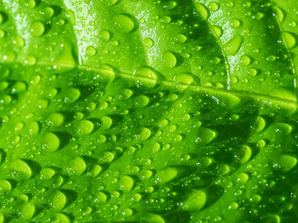 Groen blad met waterdruppels. — Stockfoto