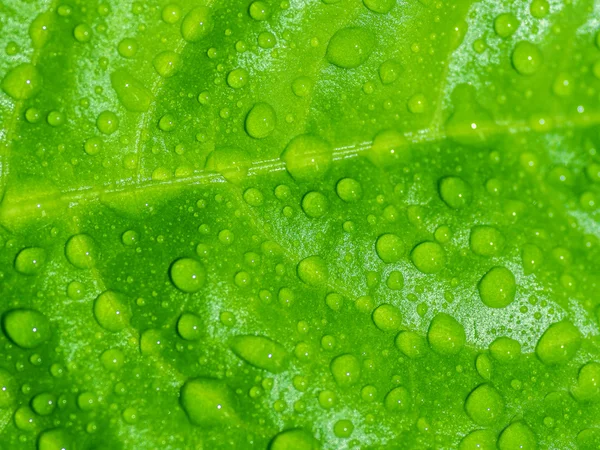 Folha verde com gotas de água. — Fotografia de Stock