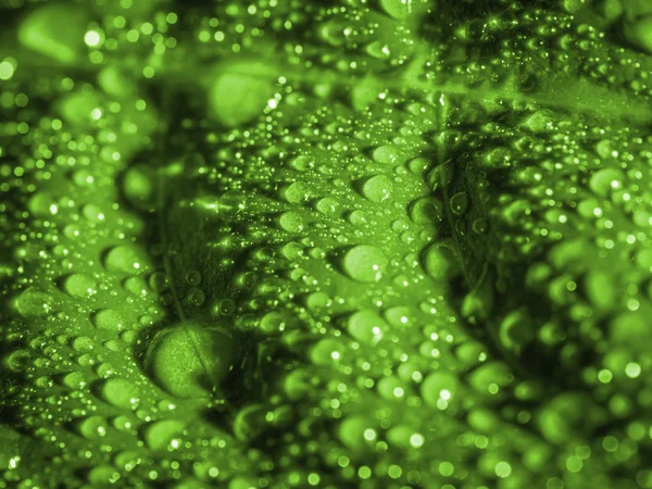 Green leaf with water drops. — Stock Photo, Image