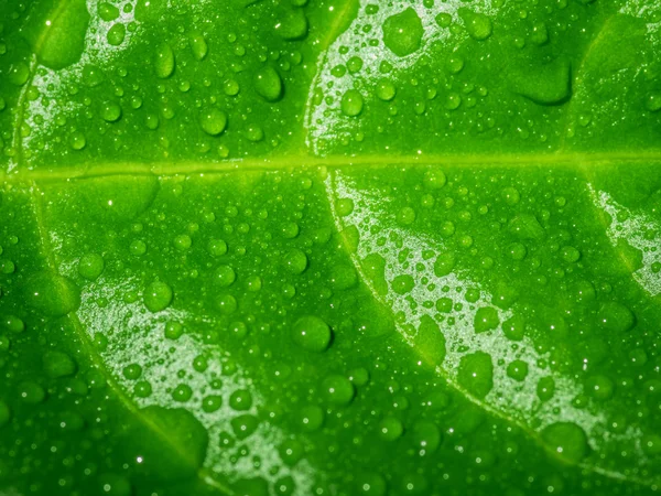 Green leaf with water drops. — Stock Photo, Image