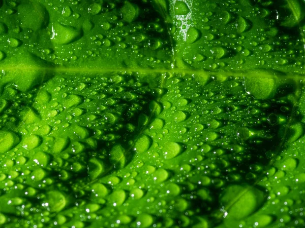 Hoja verde con gotas de agua. — Foto de Stock