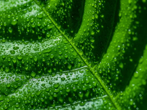 Hoja verde con gotas de agua. — Foto de Stock